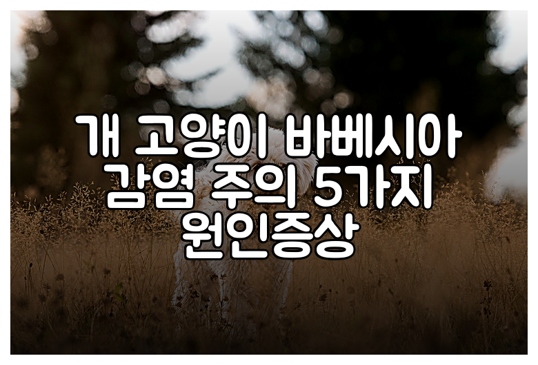 개 고양이 바베시아 감염 주의 5가지 원인증상
