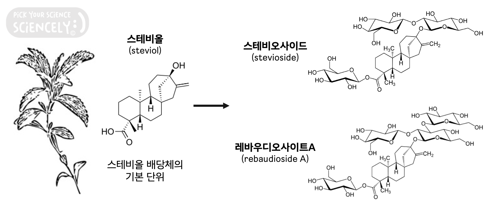 스테비아, 스테비올, 스테비오사이드, 레바우디오사이트 A, 스테비올 배당체