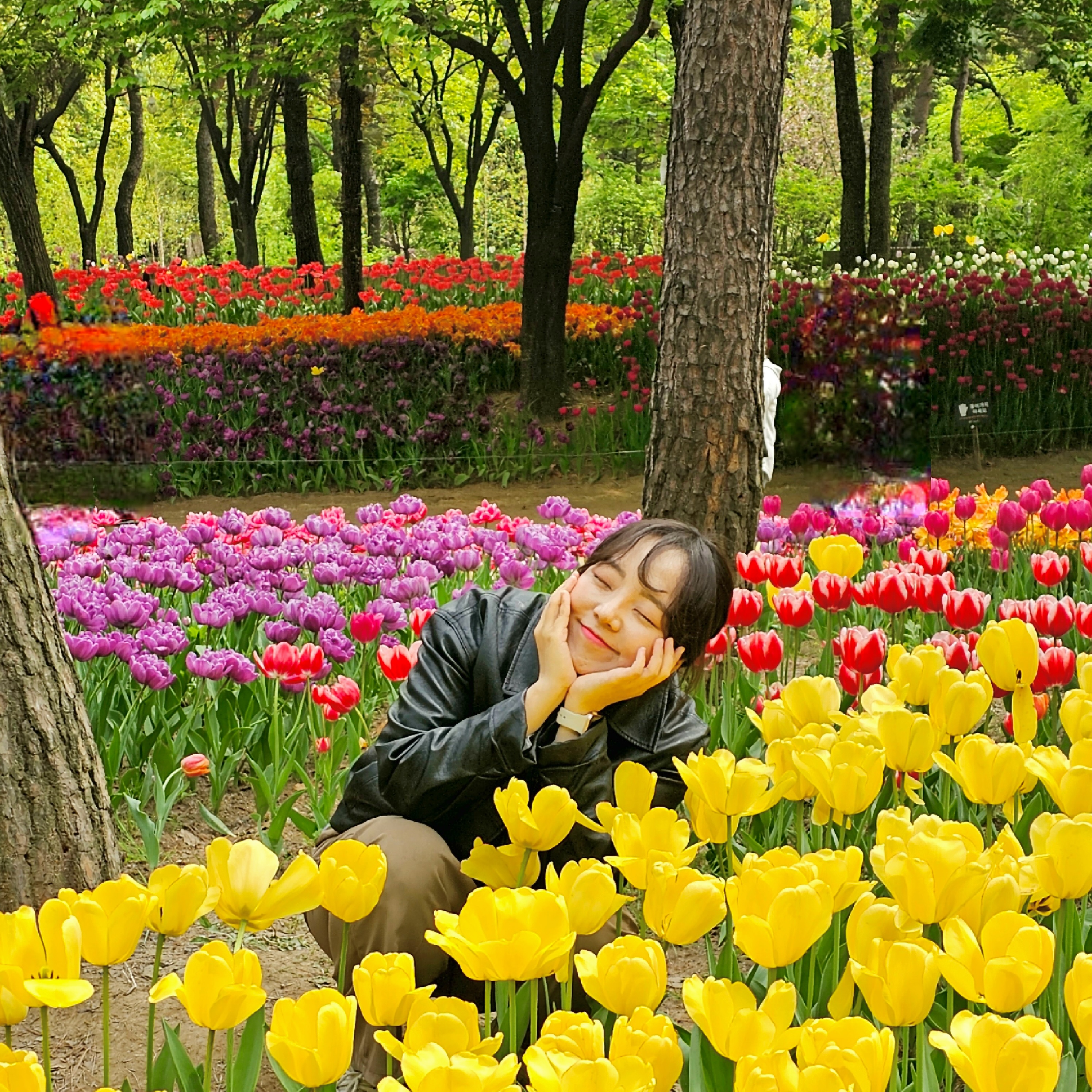 서울숲 튤립축제 만개현황!!(주차장 팁)