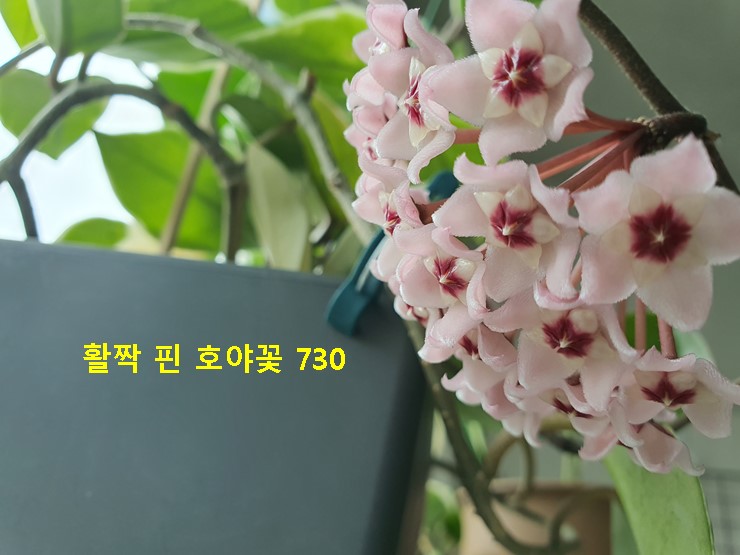 호야 이미지
