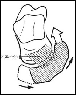 거골과 주상골을 연결하는 인대와 주상골의 움직임을 나타낸 그림