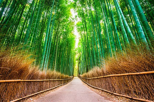 Four Incredible Day Trips From Kyoto