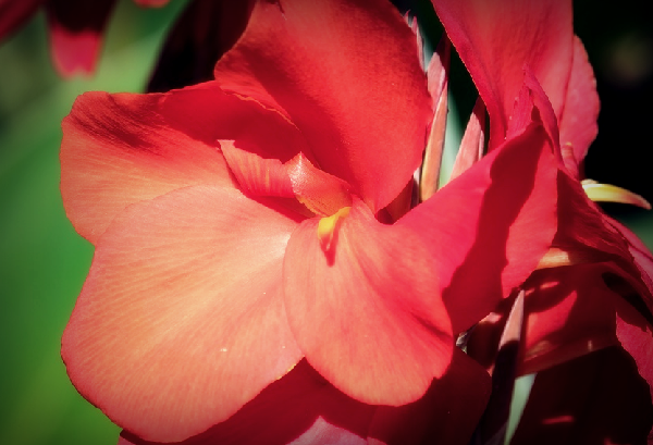  칸나(Canna) 꽃말과 정보