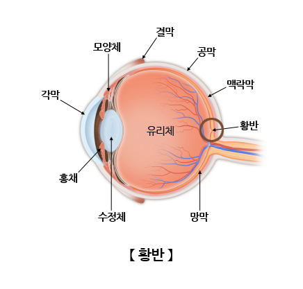 황반의 위치는 망막 중심부입니다.