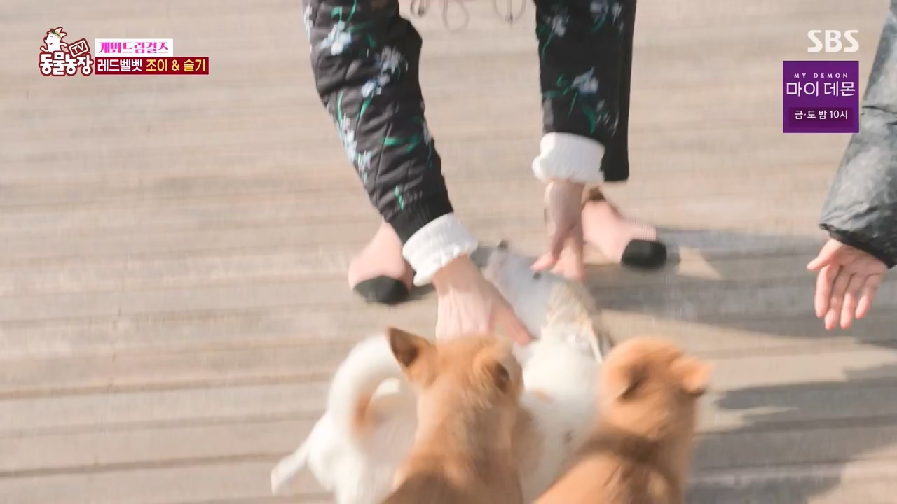 TV 동물농장.E1147.231127p-NEXT.mp4_20231126_170354.492.jpg