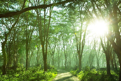  우거진 숲(The lush forest)