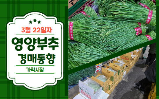  [경매사 일일보고] 3월 22일자 가락시장 영양부추 경매동향을 살펴보겠습니다!