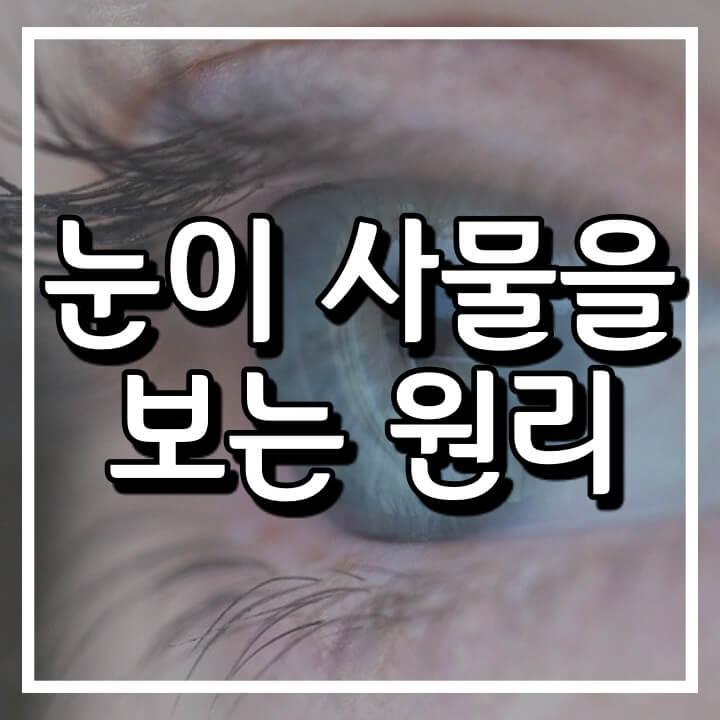  눈이 사물을 보는 원리 (원추세포와 간상세포)