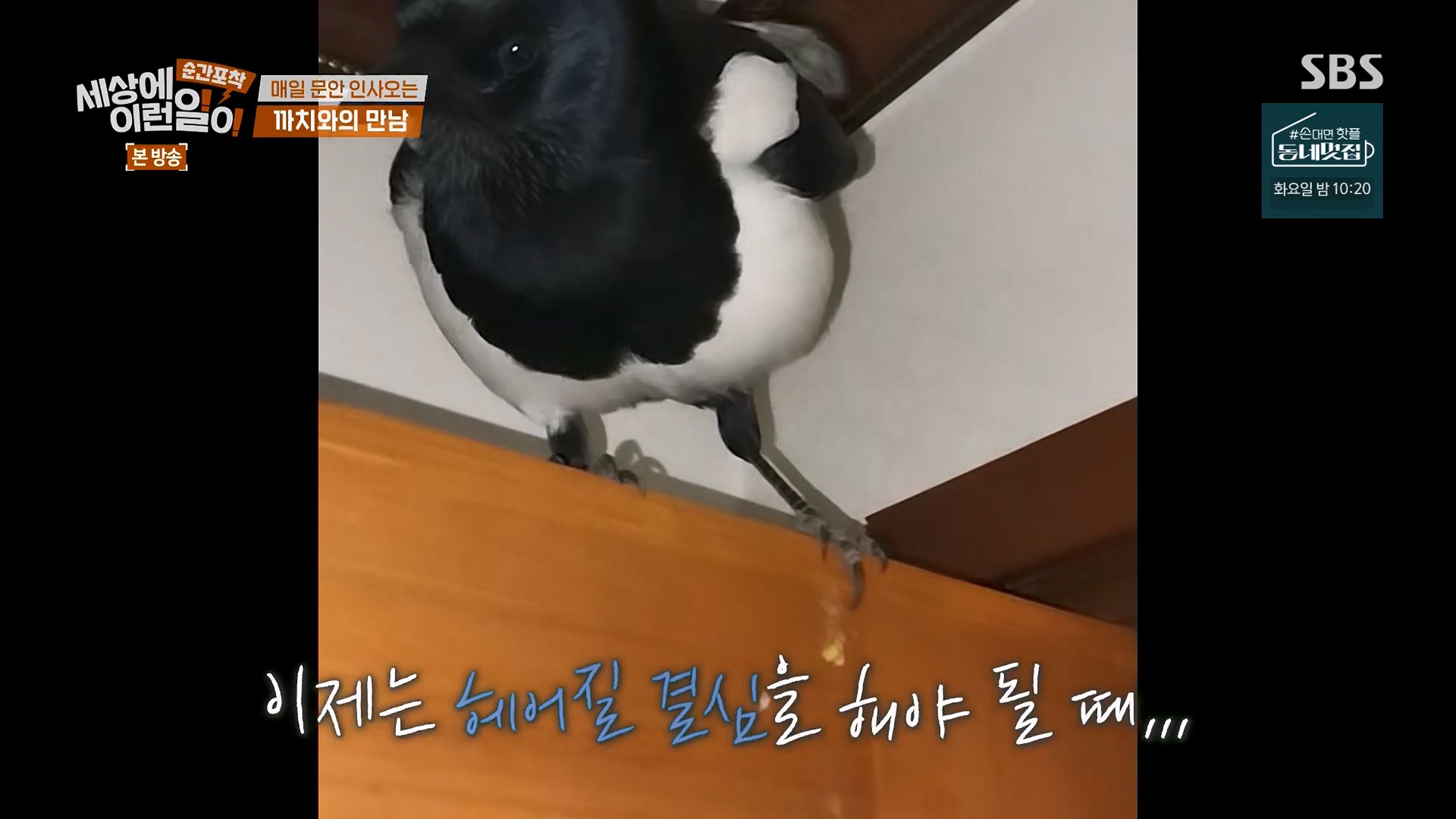 순간포착 세상에 이런일이.E1245.230909p.H264-F1RST.mp4_20230910_171526.041.jpg