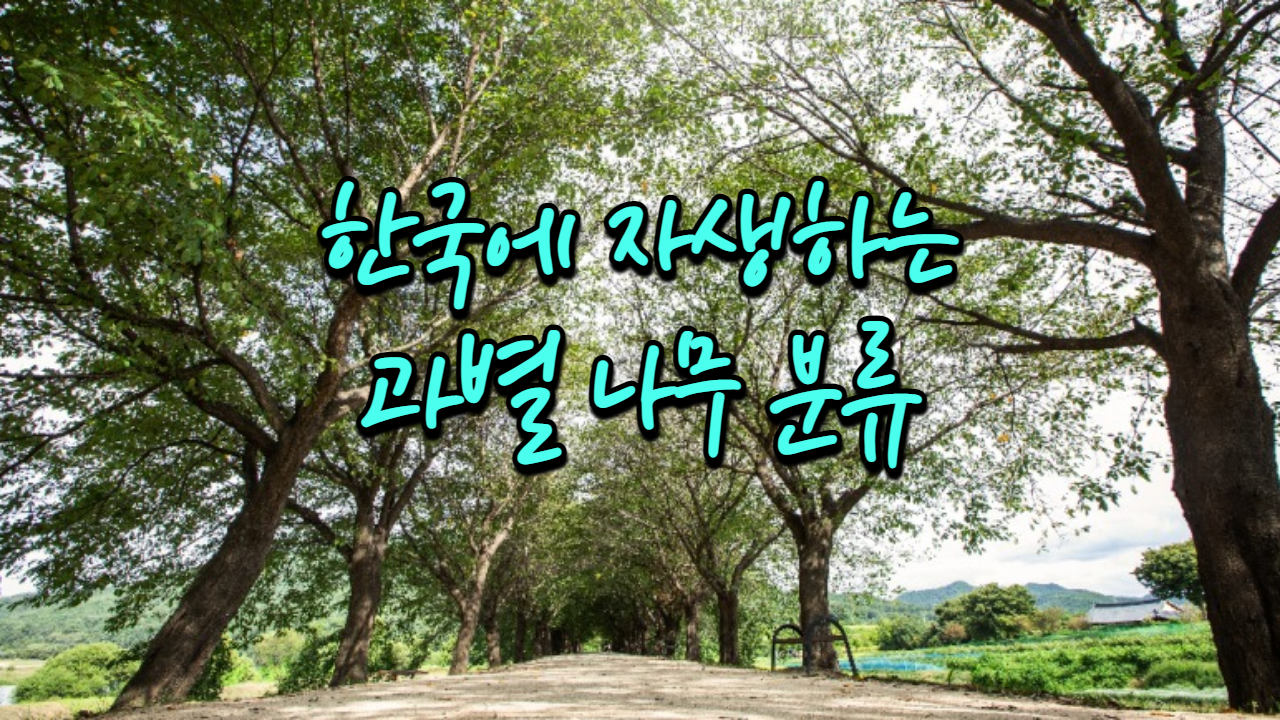  한국에 자생하는 과별 나무 분류
