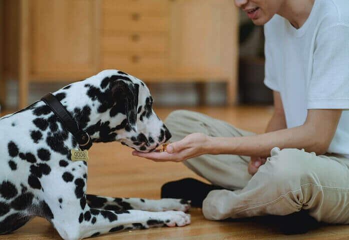 한 남자가 하얀 모색에 검은 점박이 무늬가 있는 개에게 간식을 손으로 주고 있는 모습