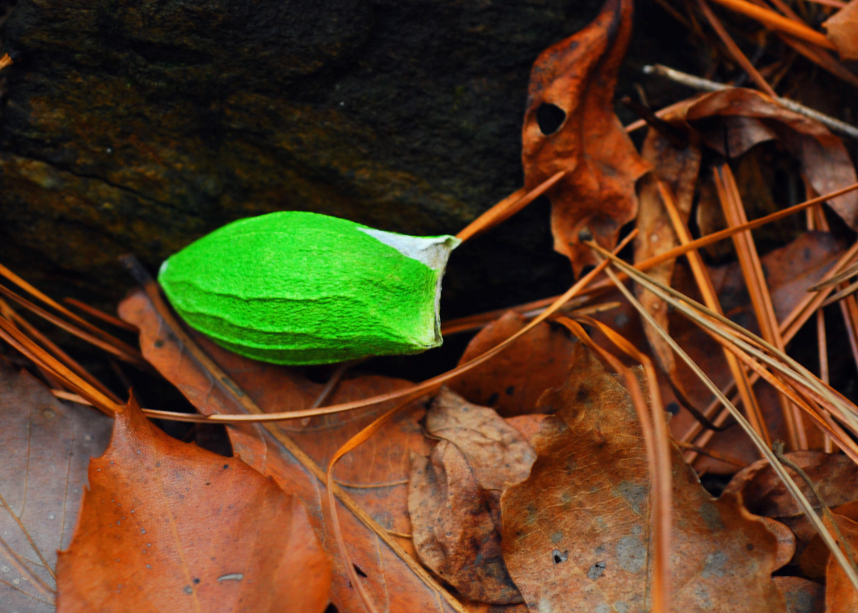 유리산누에나방고치 1
