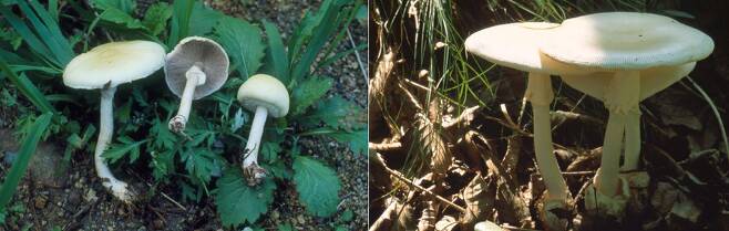 독버섯인 알광대버섯(Amanita phalloides)은 식용 버섯인 흰주름버섯(왼쪽)&#44; 흰달걀버섯(오른쪽)과 생김새가 비슷해 중독 사고를 부른다./농촌진흥정