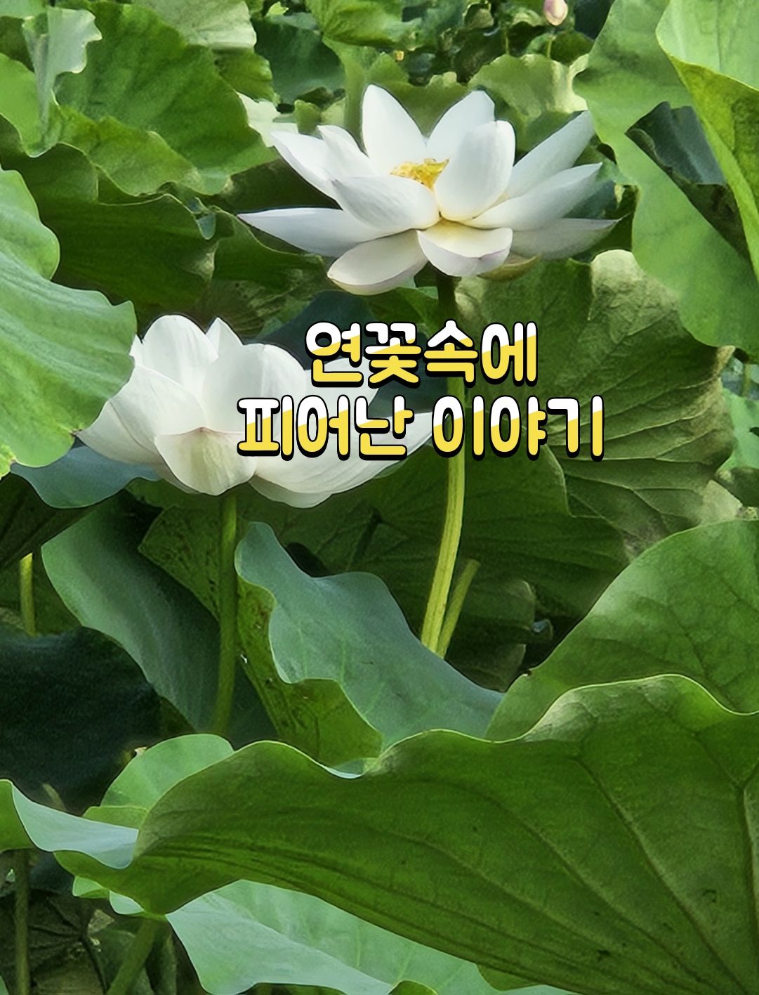 명당연향 이미지