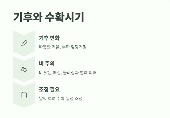 매실 수확시기 최적의 타이밍 4