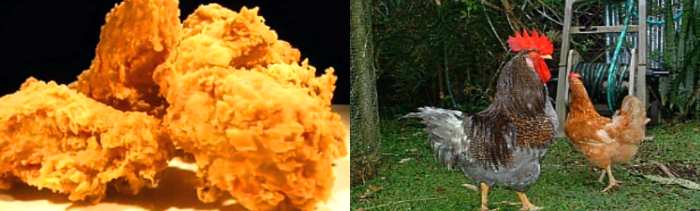 왼쪽-치킨-오른쪽-방사-중인-닭들-이미지
