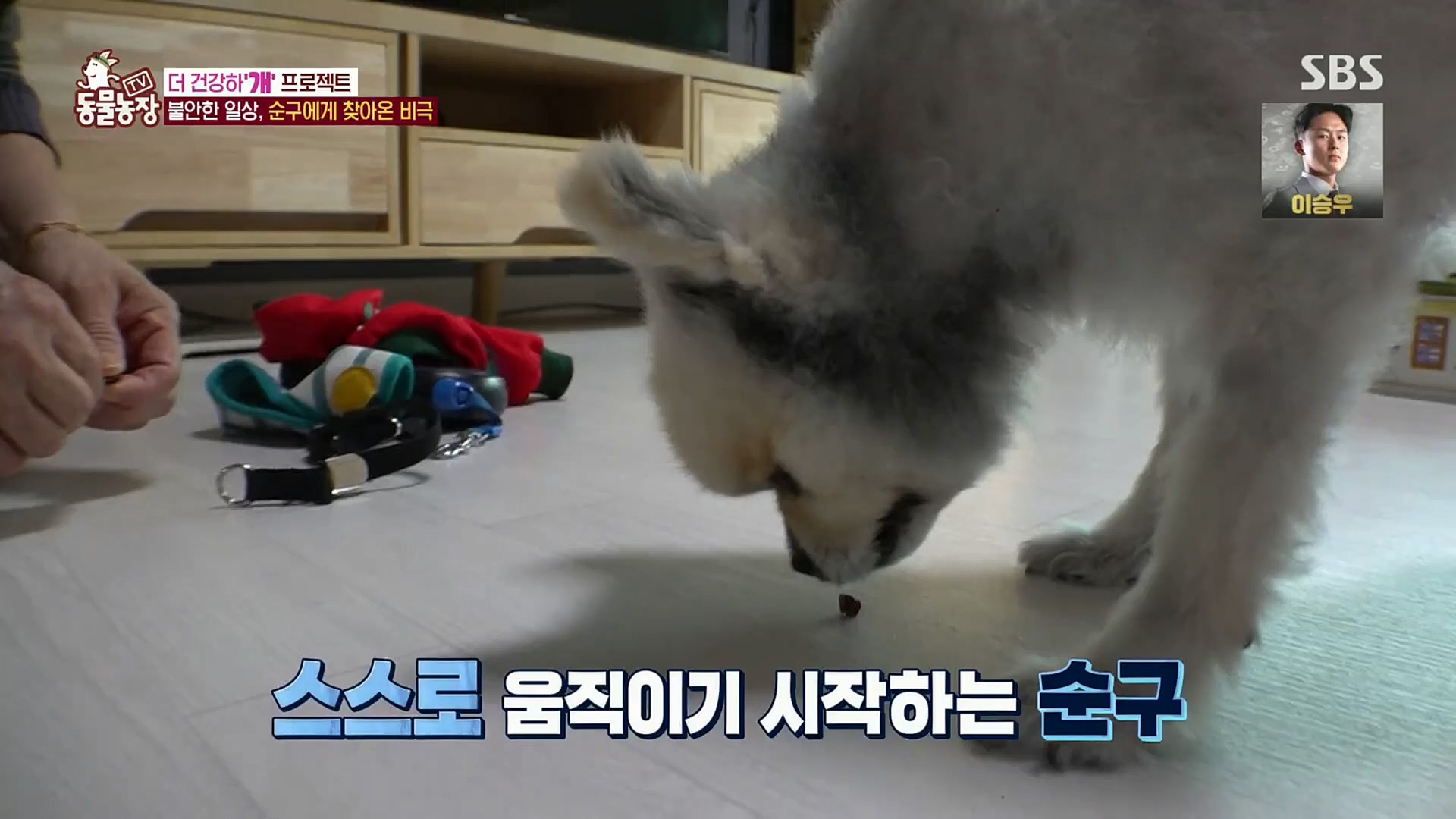 TV 동물농장.E1097.221127p.H264-F1RST.mp4_20221127_181701.966.jpg