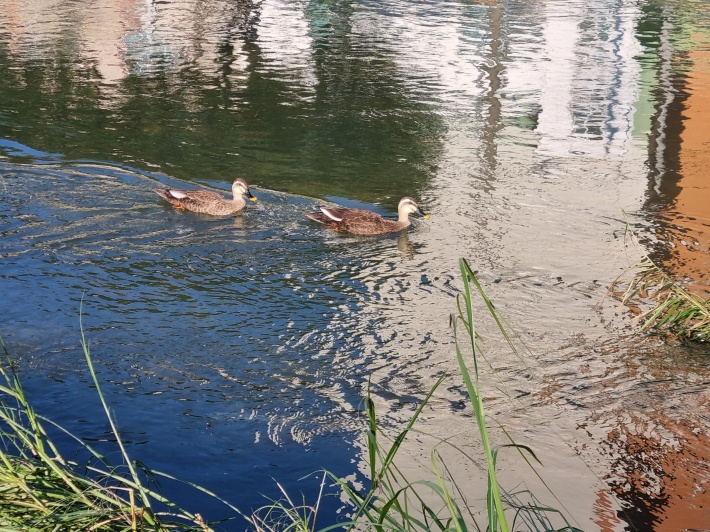 오리