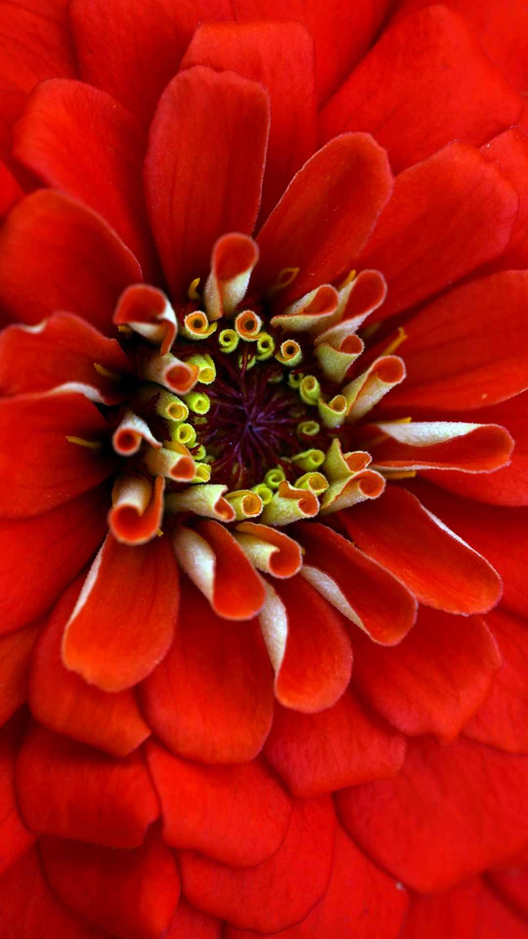 Zinnia Flower iPhone Wallpaper