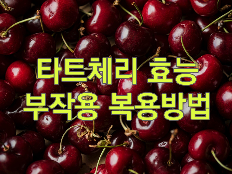  타트체리 효능 쥬스 등 모든 정보
