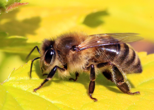 꽃엣 꿀벌을 채취하고 있는 귀여운 꿀벌 이미지