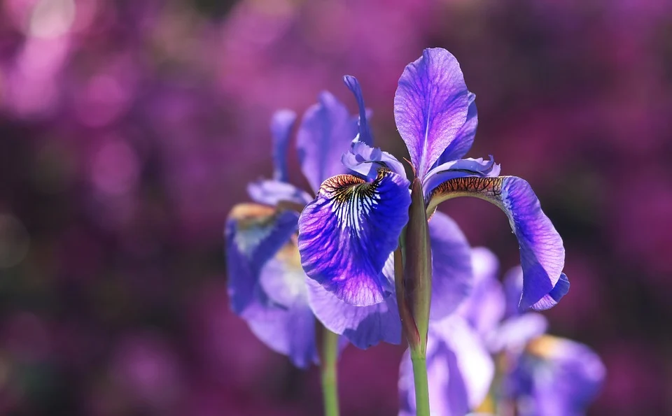 프랑스의 국화인 붓꽃(Iris) 이미지