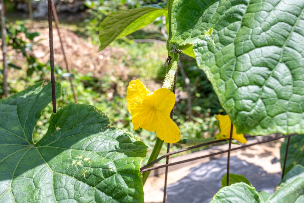 꽃사진 여름의 시골 14