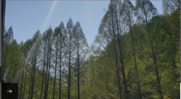 메타세콰이아 숲이 울창하게 형성되어 있는장태산자연휴양림