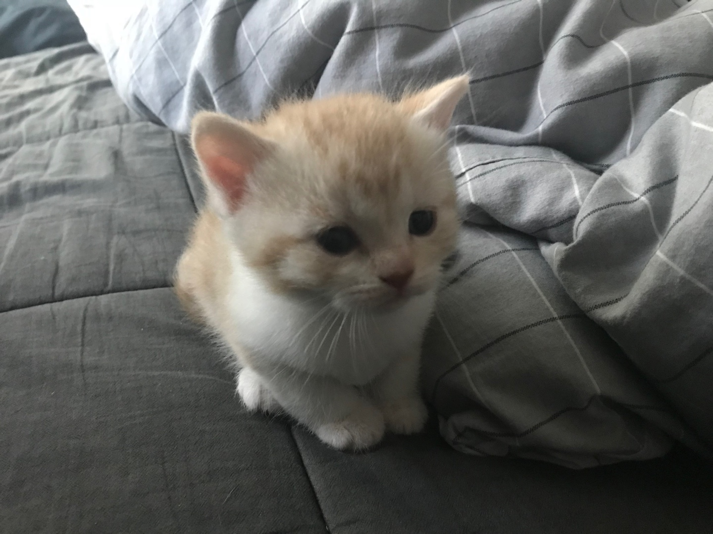  아기 고양이 예방 접종 시기 및 종류 1차,2차,3차 예방 접종