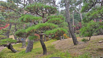 단풍명소_화담숲_소나무정원