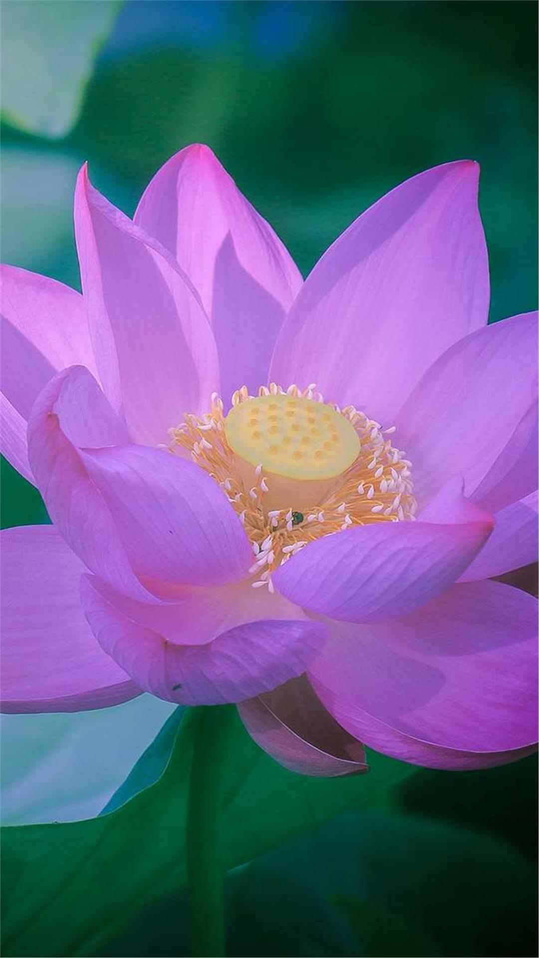 Lotus Flower iPhone Wallpaper