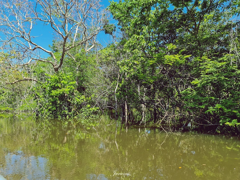 Amazon_River_02