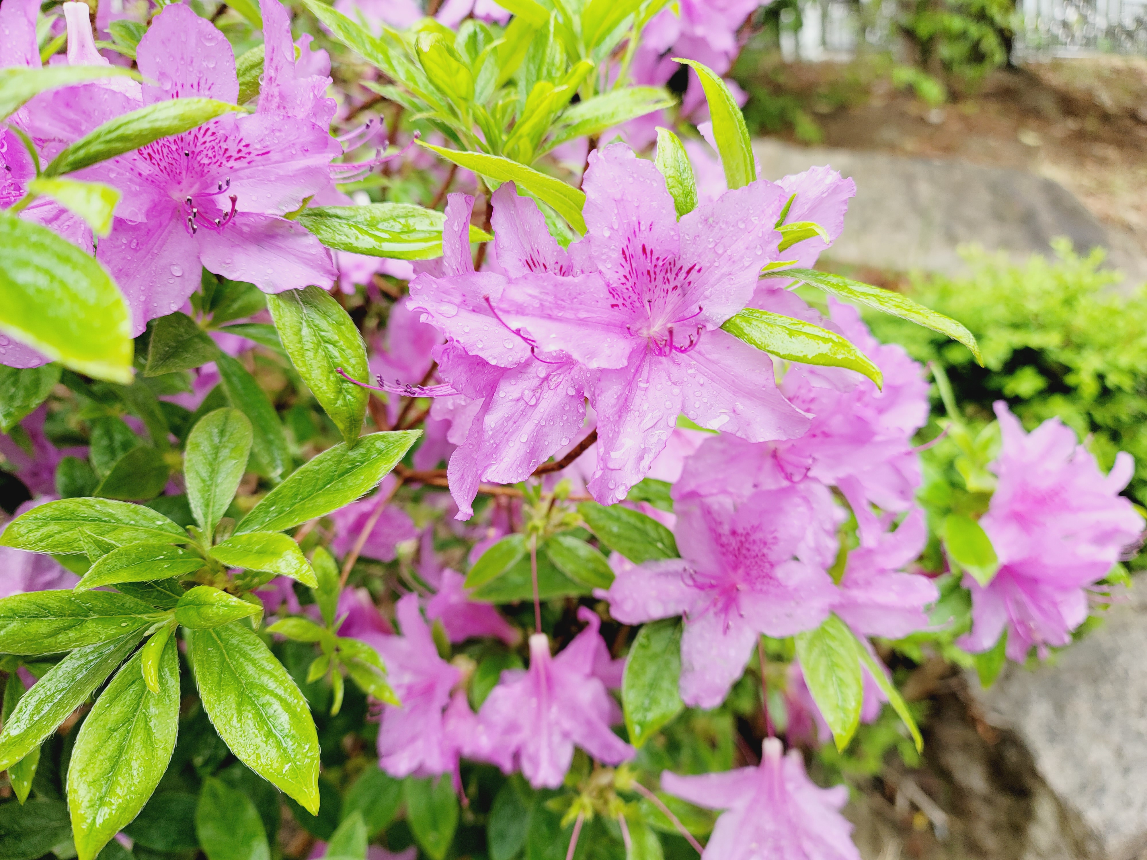 산철쭉 화단접대 44