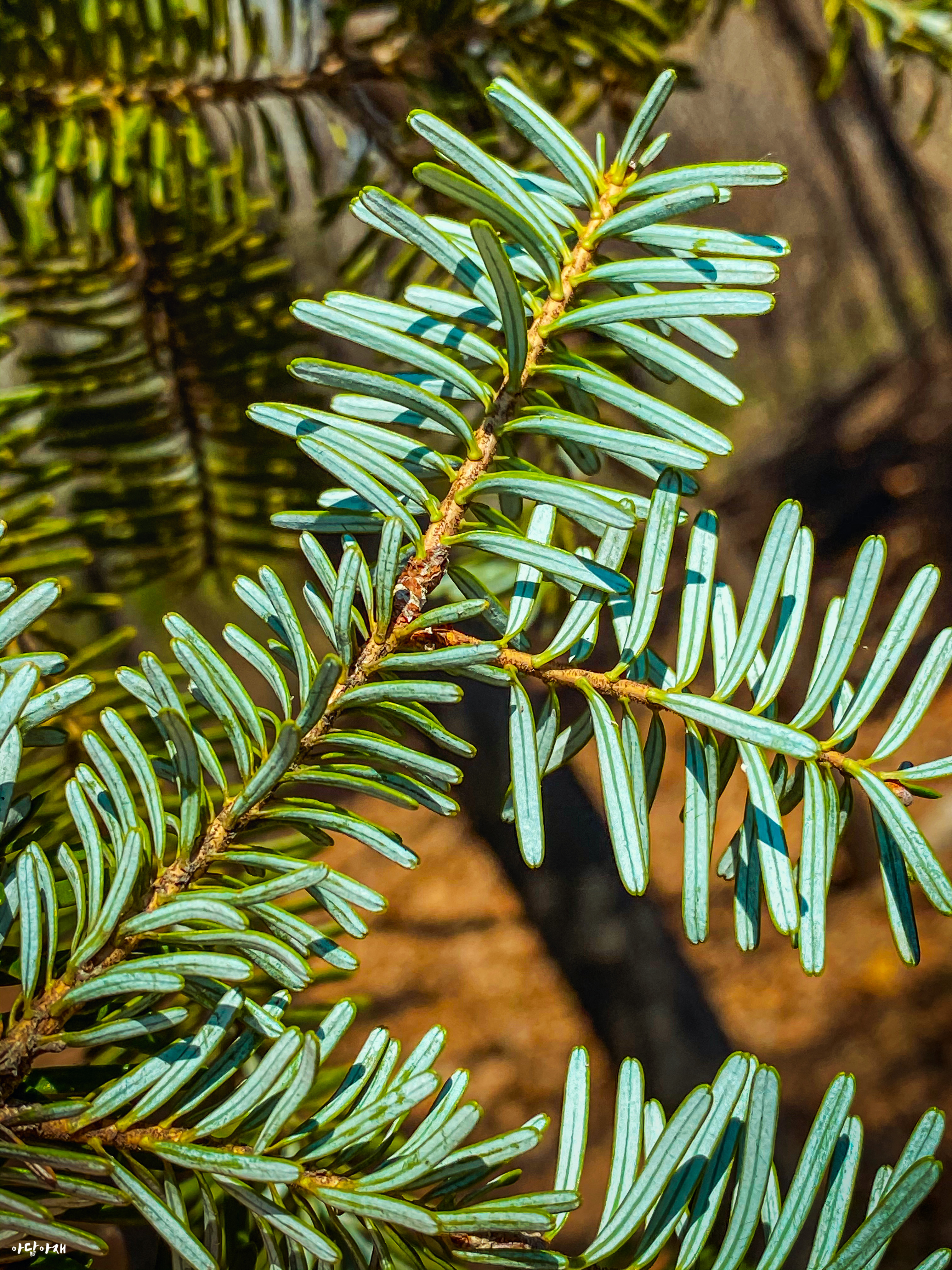  구상나무 / Abies koreana