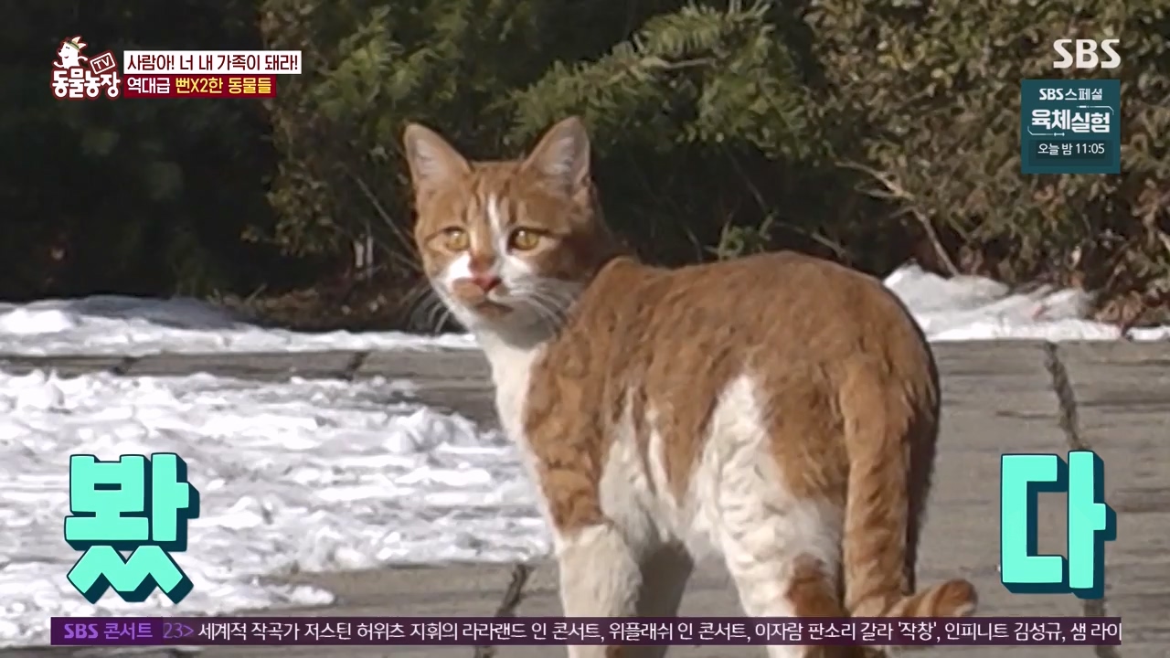 TV 동물농장.E1140.231009p-NEXT.mp4_20231008_174819.469.jpg