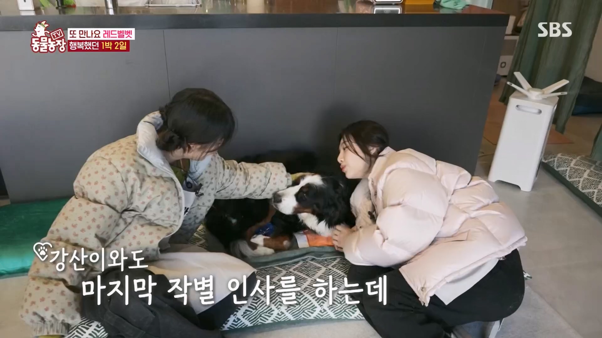 TV 동물농장.E1148.231203p.H264-F1RST.mp4_20231203_165842.619.jpg