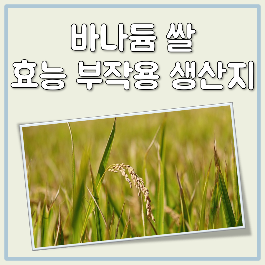 바나듐 쌀 효능 생산지 원산지 부작용 정리 대표 이미지