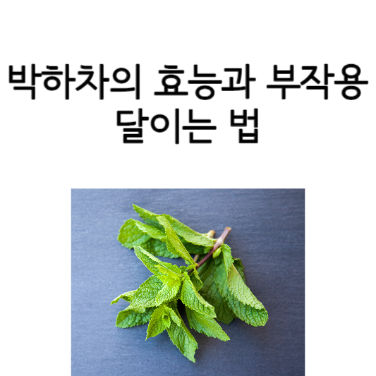 박하차의 효능과 부작용&#44; 달이는 법