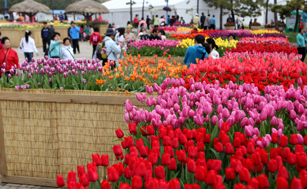 2014년 4월 태안 튤립 꽃 축제 / 서해안 꽃 축제