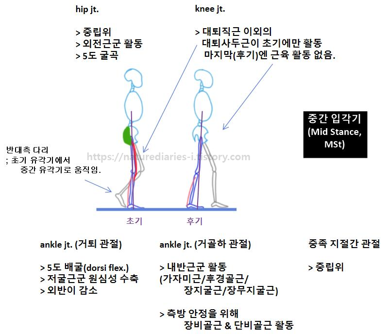 중간 입각기(Mst) ; 보행주기의 12~31% 각 관절에서의 근육 관절 활동