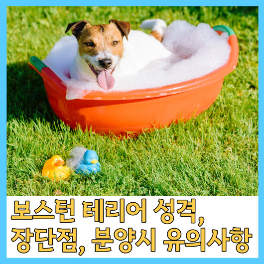  보스턴 테리어 성격, 장단점, 분양시 유의사항