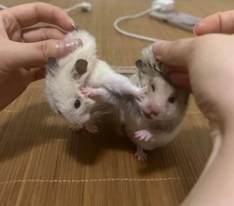 햄스터 싸움 말린 썰푼다