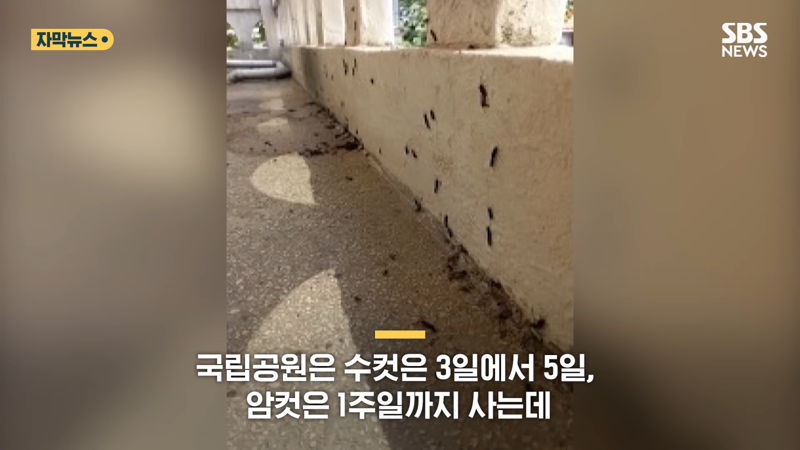 러브버그 퇴치방법