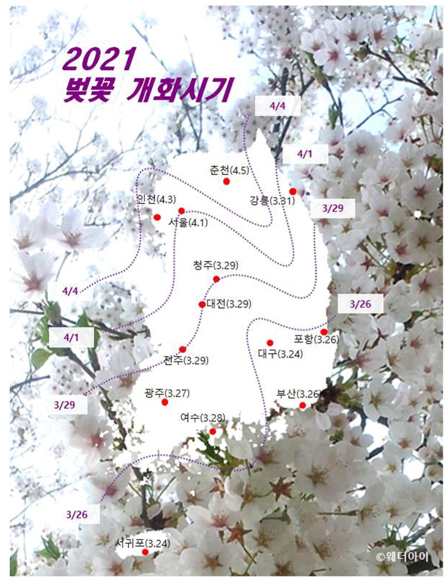2021년 벚꽃 개화시기/출처;웨더아이