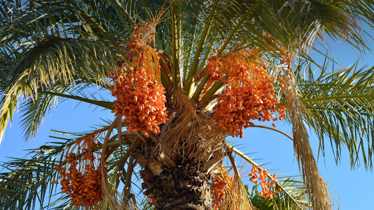  대추야자 (DATE PALM) 효능 및 부작용, 섭취법은?