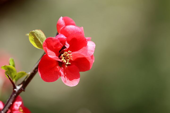 명자나무(산당화)