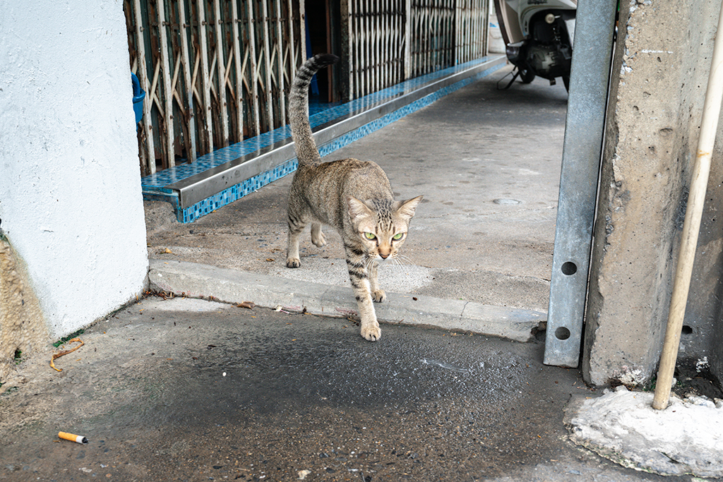 태국 방콕 골목 다가오는 줄무늬 고양이