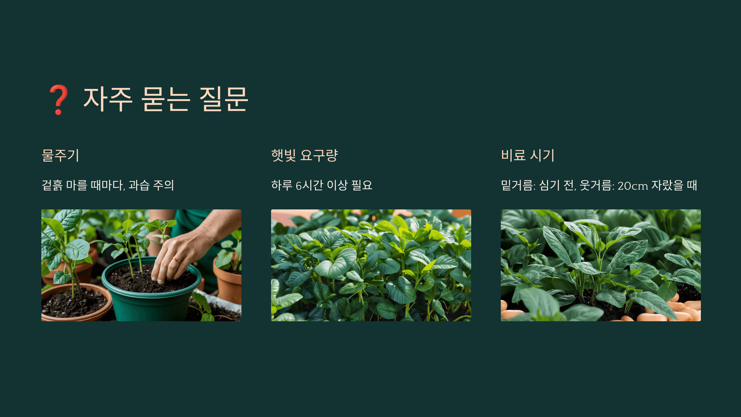 강낭콩 사진입니다.