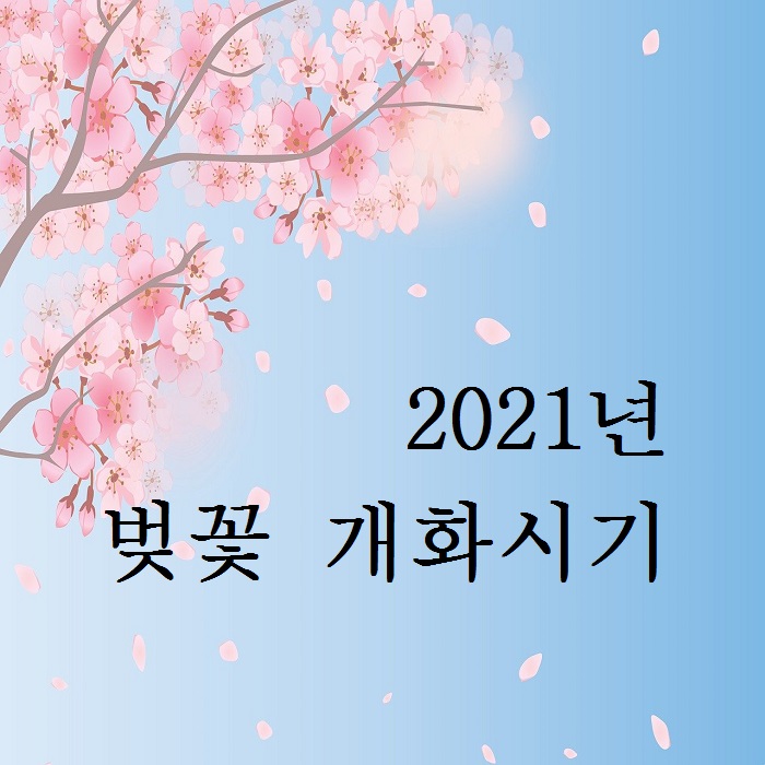 2021년 벚꽃 개화시기