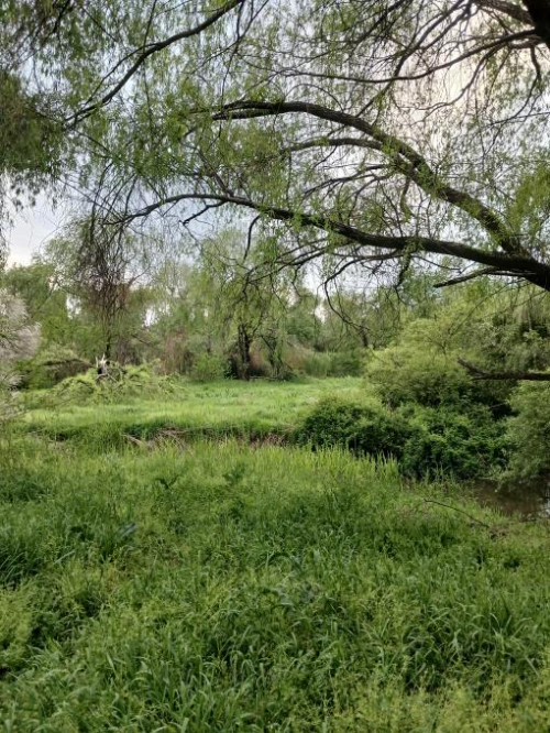 Lush forest meadow at the edge of Yeouido Saetgang Ecological Park, with overhanging willow branches and vibrant spring greenery-여의도 샛강 생태공원 숲 가장자리의 초록 초원, 늘어진 버드나무 가지와 생생한 봄 풍경